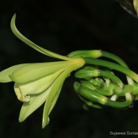 Vanilla planifolia Andrews